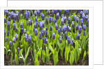 Grape Hyacinth by Anonymous