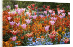 Colorful Flowers in St. James's Park by Anonymous