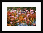 Colorful Flowers in St. James's Park by Anonymous