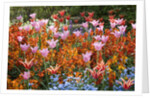 Colorful Flowers in St. James's Park by Anonymous