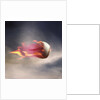 Fast Baseball by Anonymous