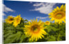 Field of Sunflowers by Anonymous