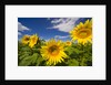 Field of Sunflowers by Anonymous