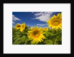 Field of Sunflowers by Anonymous