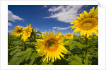 Field of Sunflowers by Anonymous