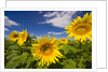 Field of Sunflowers by Anonymous