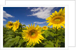 Field of Sunflowers by Anonymous