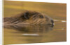 Beaver in Water by Anonymous