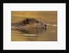 Beaver in Water by Anonymous