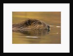 Beaver in Water by Anonymous