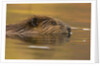 Beaver in Water by Anonymous