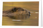 Beaver in Water by Anonymous