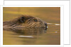 Beaver in Water by Anonymous