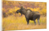 Young Bull Moose Standing in Tundra by Anonymous