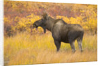 Young Bull Moose Standing in Tundra by Anonymous
