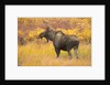 Young Bull Moose Standing in Tundra by Anonymous