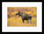 Young Bull Moose Standing in Tundra by Anonymous