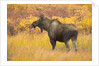Young Bull Moose Standing in Tundra by Anonymous