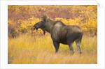Young Bull Moose Standing in Tundra by Anonymous