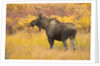 Young Bull Moose Standing in Tundra by Anonymous