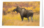 Young Bull Moose Standing in Tundra by Anonymous
