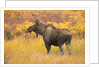 Young Bull Moose Standing in Tundra by Anonymous