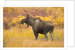 Young Bull Moose Standing in Tundra by Anonymous