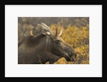 Moose by Anonymous