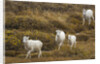 Family of Dall Sheep in Tundra by Anonymous