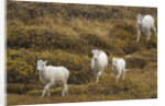 Family of Dall Sheep in Tundra by Anonymous
