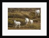 Family of Dall Sheep in Tundra by Anonymous