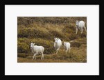 Family of Dall Sheep in Tundra by Anonymous