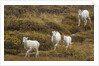Family of Dall Sheep in Tundra by Anonymous