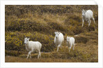 Family of Dall Sheep in Tundra by Anonymous