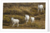 Family of Dall Sheep in Tundra by Anonymous