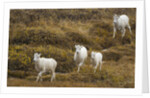 Family of Dall Sheep in Tundra by Anonymous