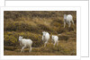 Family of Dall Sheep in Tundra by Anonymous