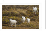 Family of Dall Sheep in Tundra by Anonymous