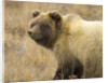 Grizzly Bear Cub in Tundra by Anonymous