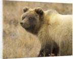 Grizzly Bear Cub in Tundra by Anonymous