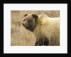 Grizzly Bear Cub in Tundra by Anonymous