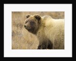 Grizzly Bear Cub in Tundra by Anonymous