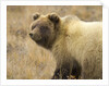 Grizzly Bear Cub in Tundra by Anonymous