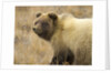 Grizzly Bear Cub in Tundra by Anonymous