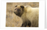 Grizzly Bear Cub in Tundra by Anonymous