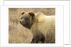 Grizzly Bear Cub in Tundra by Anonymous