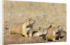 Black Tailed Prairie Dogs by Anonymous