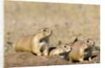 Black Tailed Prairie Dogs by Anonymous