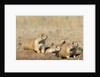 Black Tailed Prairie Dogs by Anonymous