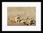Black Tailed Prairie Dogs by Anonymous